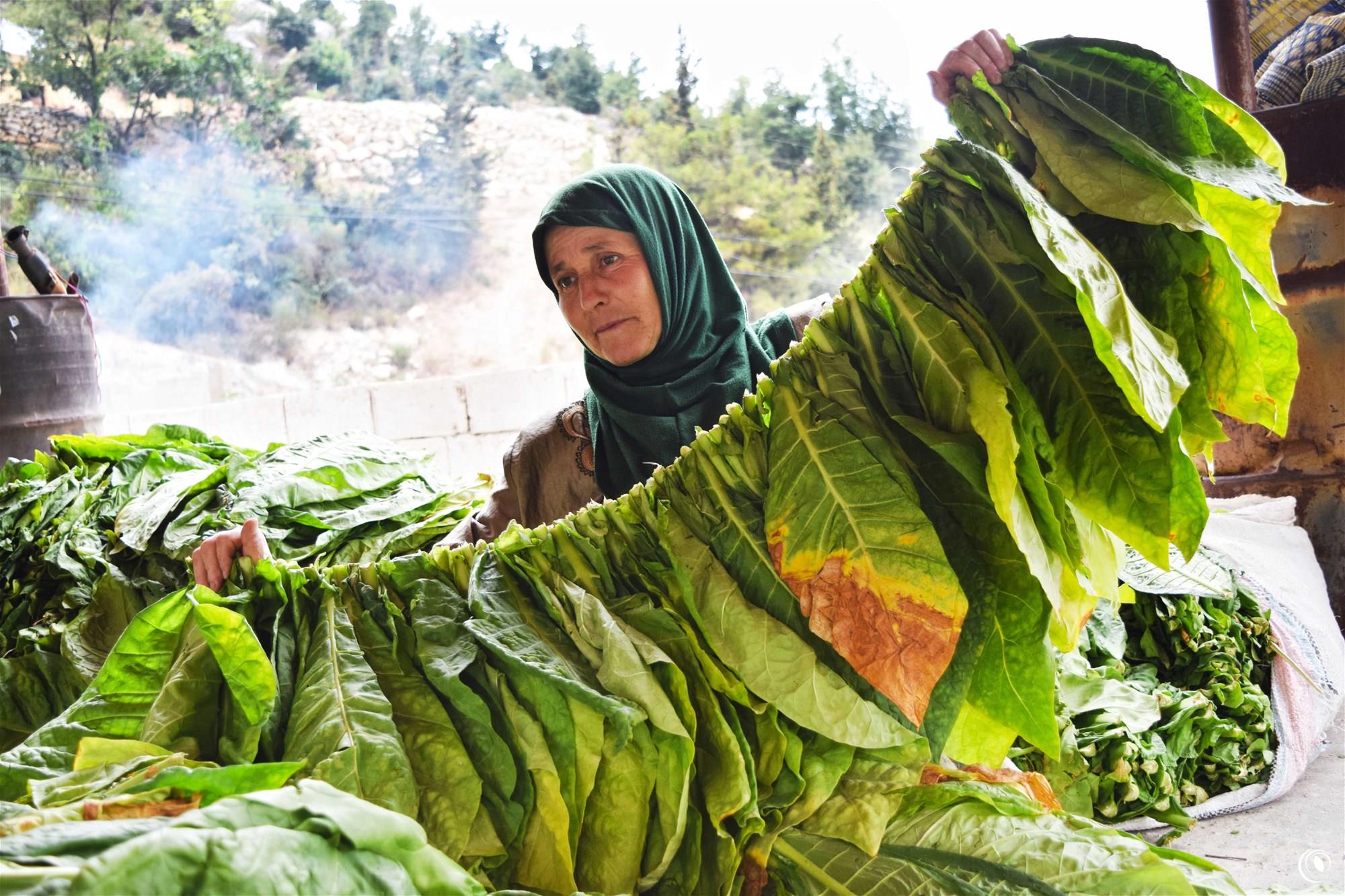  Regie postpones collection of North Lebanon’s harvest